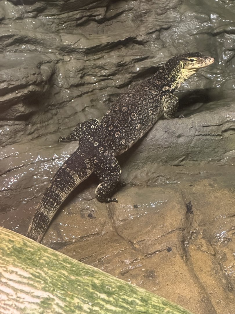 Sep. 2025 - Daytona Aquarium - Asian Water Monitor (V. salvator)