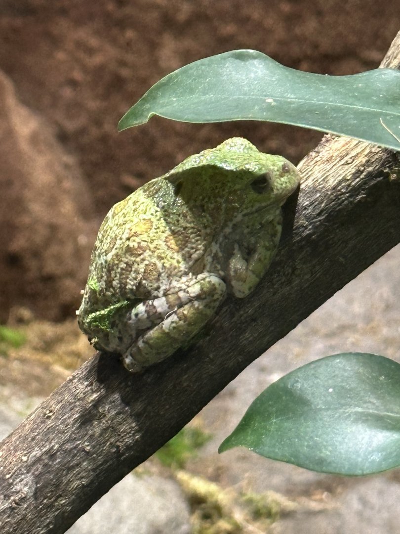 Sep. 2025 - Daytona Aquarium - Barking Tree Frog (Dryophytes gratiosus)