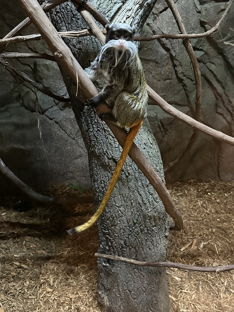 Sep. 2025 - Daytona Aquarium - Bearded Emperor Tamarin (S. i. subgrisecens)