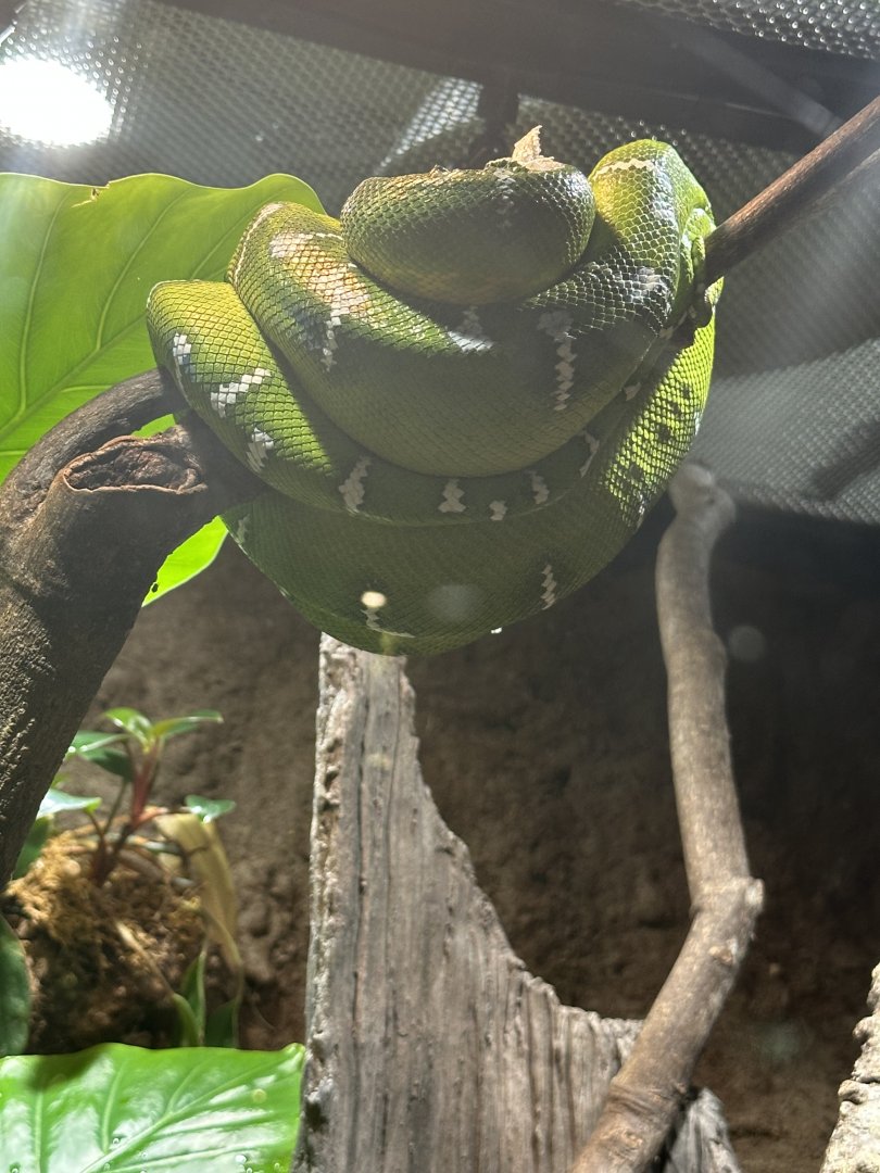 Sep. 2025 - Daytona Aquarium - Emerald Tree Boa (C. caninus)