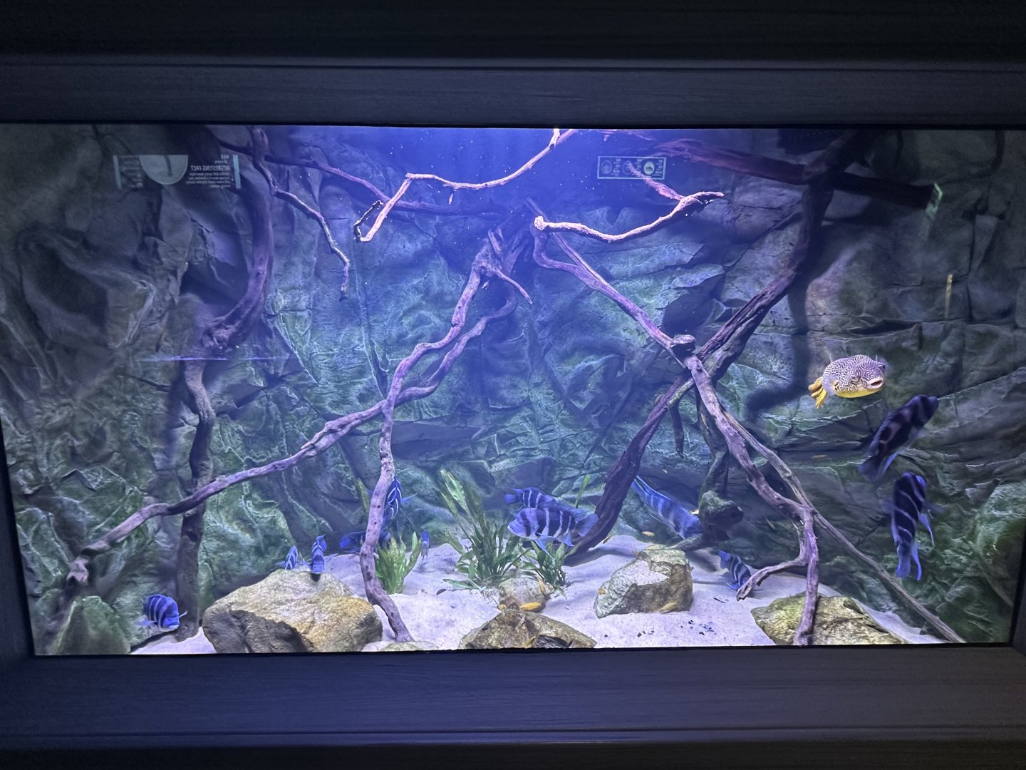 Sep. 2025 - Daytona Aquarium - Freshwater Tank