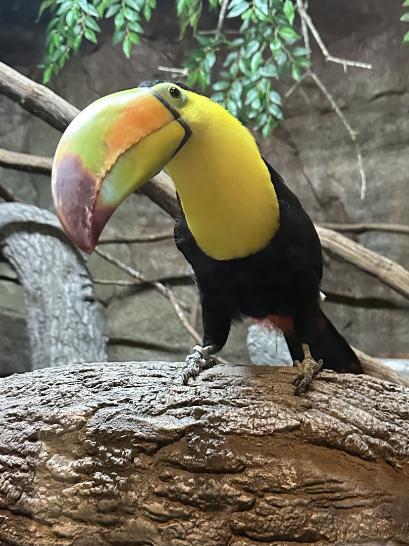 Sep. 2025 - Daytona Aquarium - Keel-Billed Toucan (R. sulfuratus)