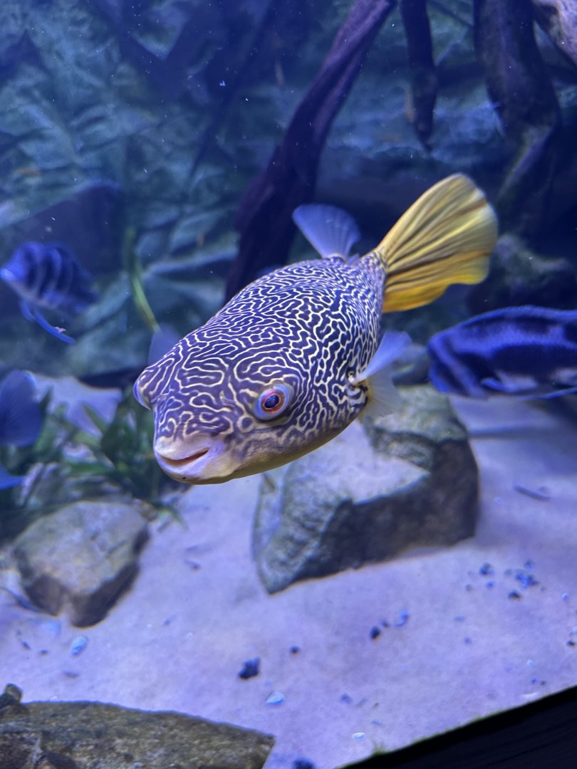 Sep. 2025 - Daytona Aquarium - Mbu Pufferfish (T. mbu)