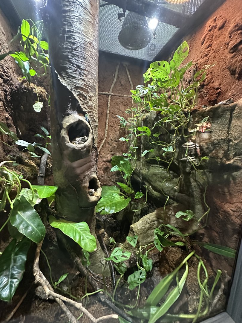 Sep. 2025 - Daytona Aquarium - Milk Frog Terrarium