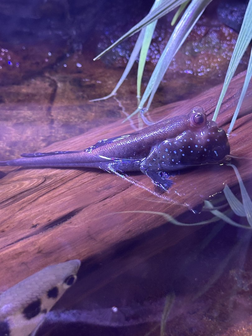 Sep. 2025 - Daytona Aquarium - Mudskipper ID
