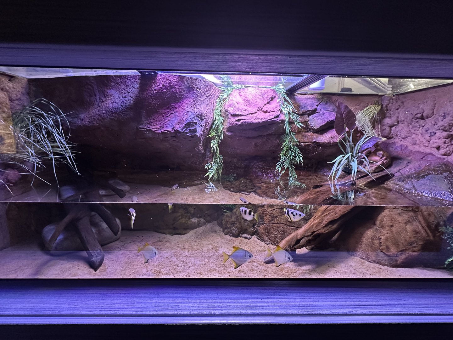 Sep. 2025 - Daytona Aquarium - Mudskipper Tank