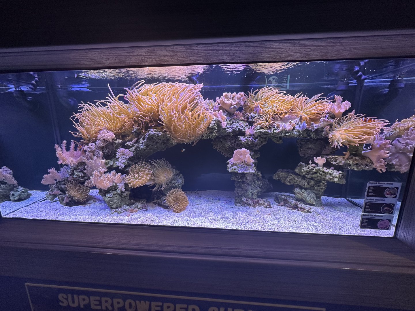 Sep. 2025 - Daytona Aquarium - Reef Tank