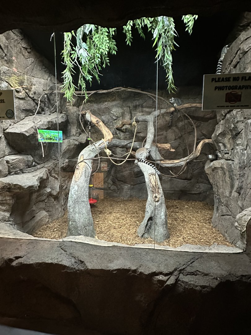 Sep. 2025 - Daytona Aquarium - Ring-Tailed Lemur Enclosure