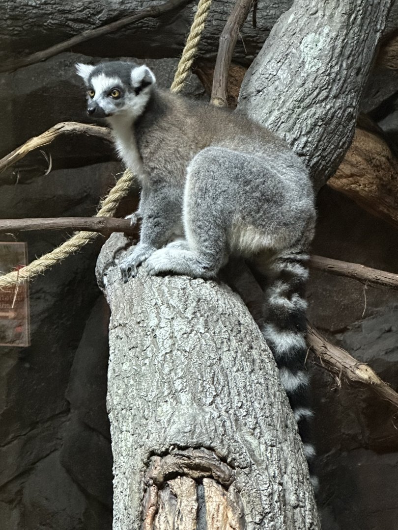 Sep. 2025 - Daytona Aquarium - Ring-Tailed Lemur (L. catta)