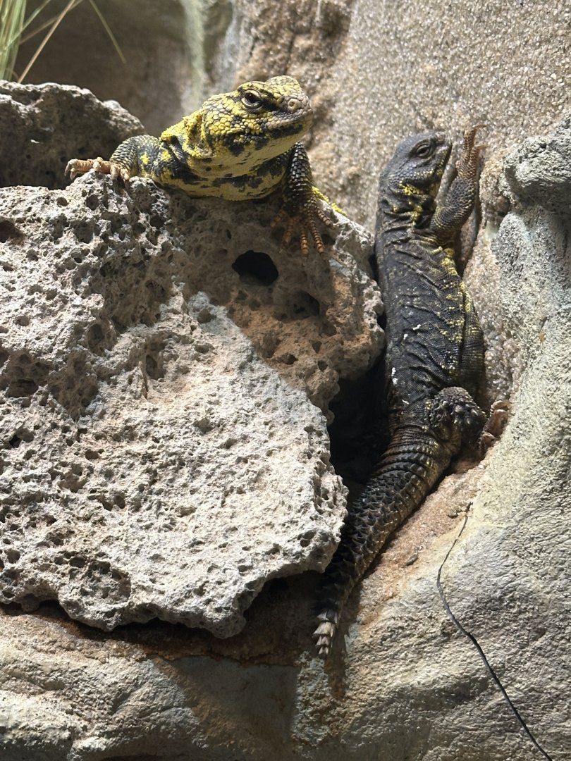 Sep. 2025 - Daytona Aquarium - Saharan Uromastyx (U. geyri)