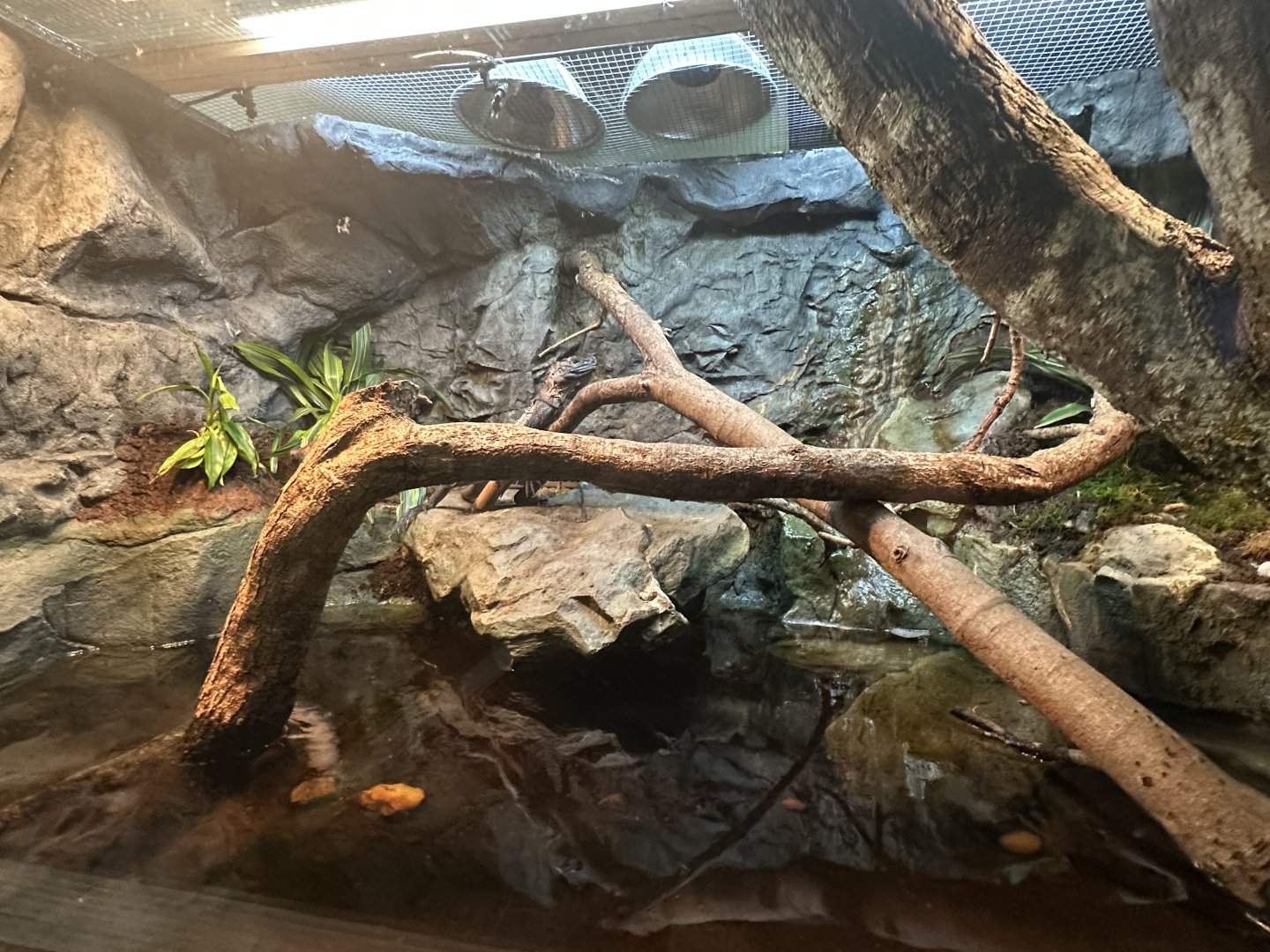 Sep. 2025 - Daytona Aquarium - Sailfin Dragon Enclosure