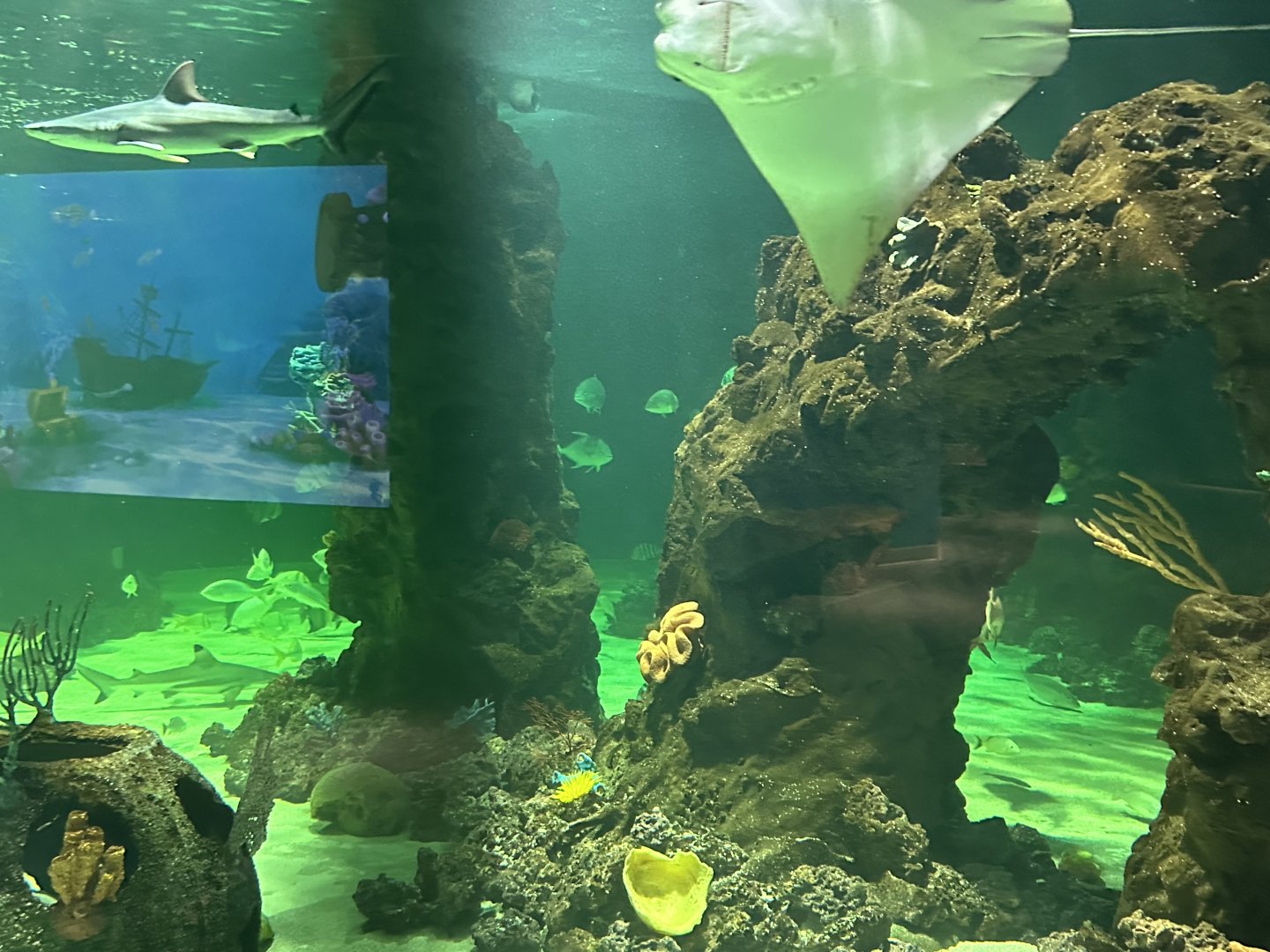 Sep. 2025 - Daytona Aquarium - Shark Reef