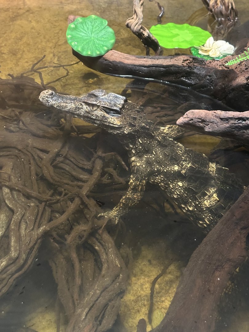 Sep. 2025 - Daytona Aquarium - Smooth-Fronted Caiman (P. trigonatus)