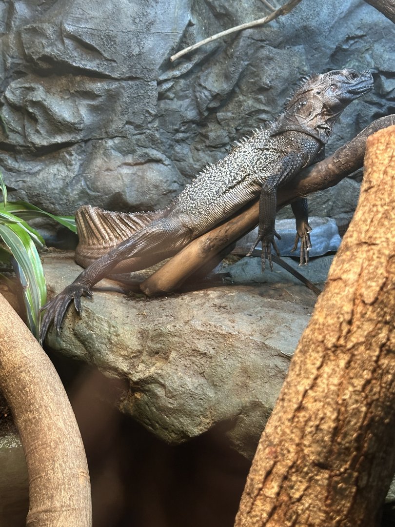 Sep. 2025 - Daytona Aquarium - Sulawesi Sailfin Dragon (H. celebensis)