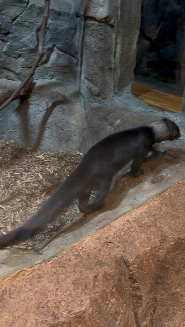Sep. 2025 - Daytona Aquarium - Tayra (E. barbara)