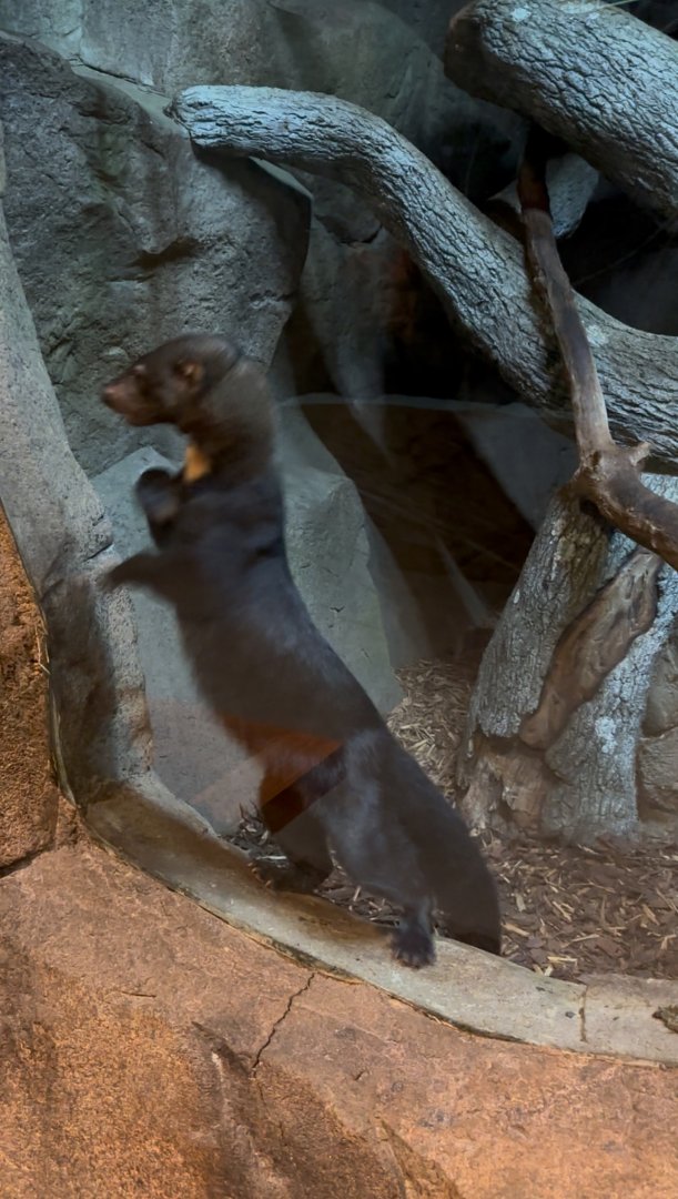 Sep. 2025 - Daytona Aquarium - Tayra (E. barbara)