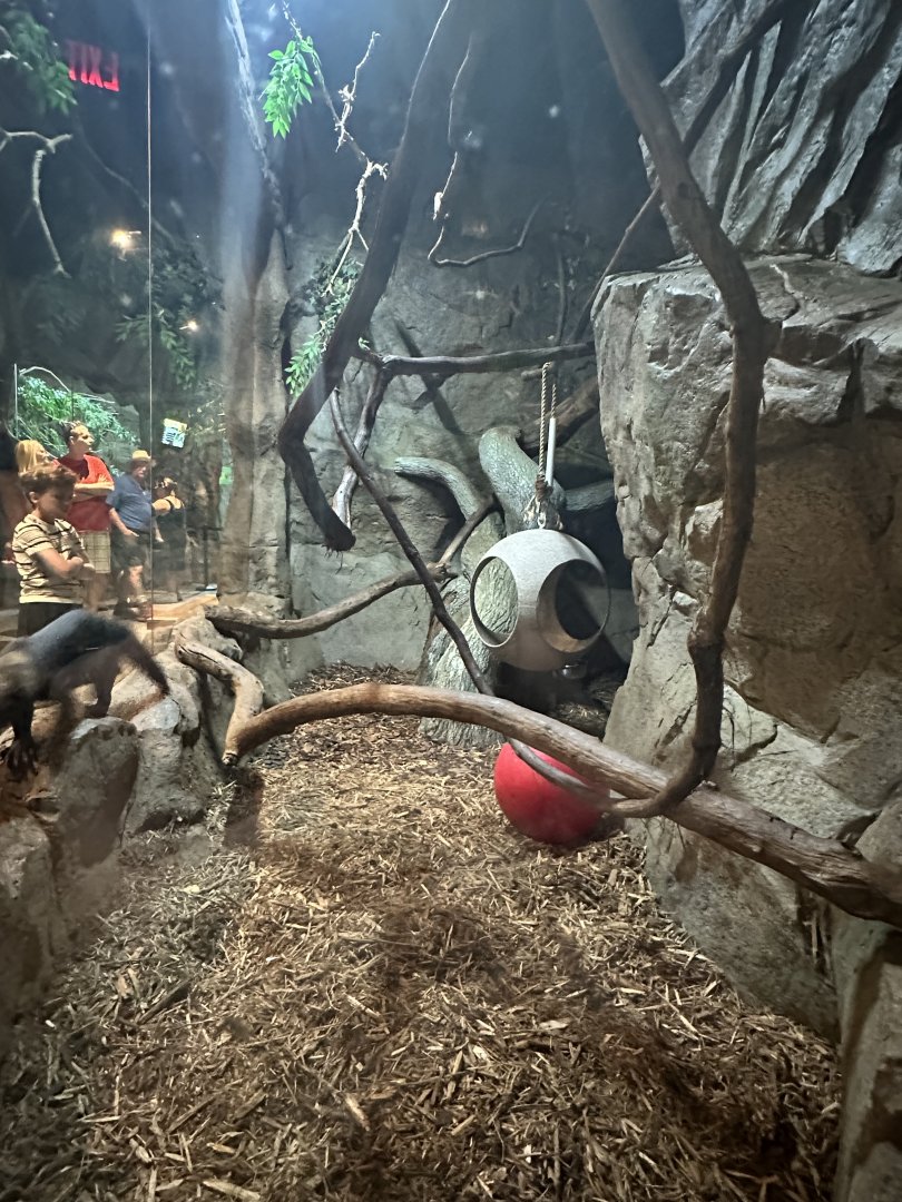 Sep. 2025 - Daytona Aquarium - Tayra Enclosure
