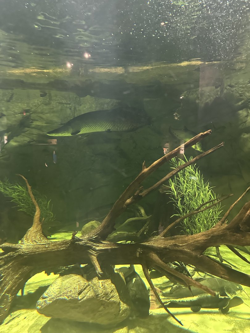 Sep. 2025 - Daytona Aquarium - “The Amazon” Tank