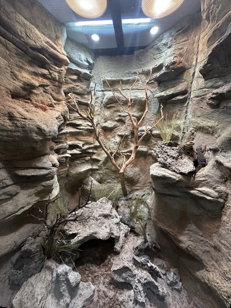 Sep. 2025 - Daytona Aquarium - Uromastyx Terrarium