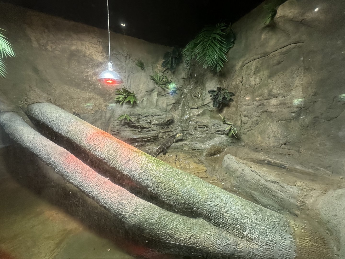 Sep. 2025 - Daytona Aquarium - Water Monitor Enclosure