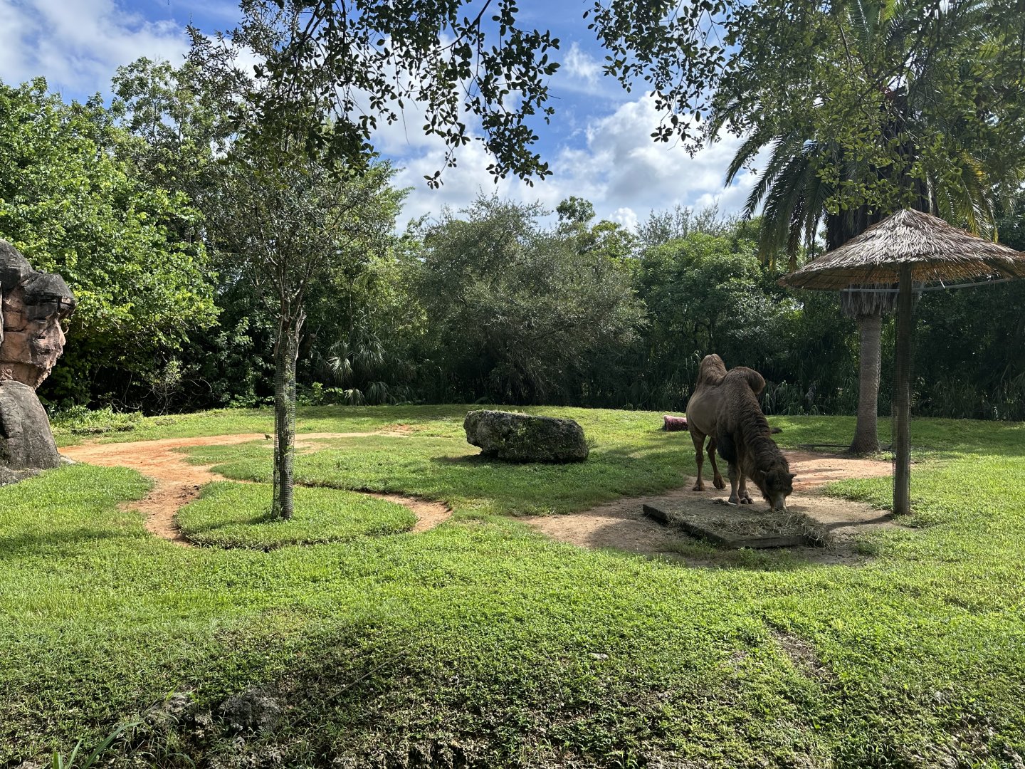 Sep. 2025 - (Domestic) Bactrian Camel Enclosure