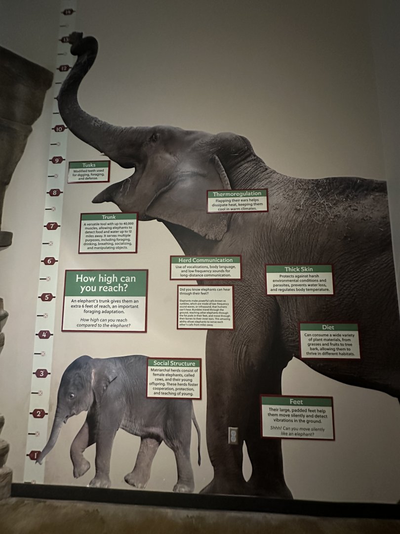 Sep. 2025 - Elephant Experience - Height Comparison