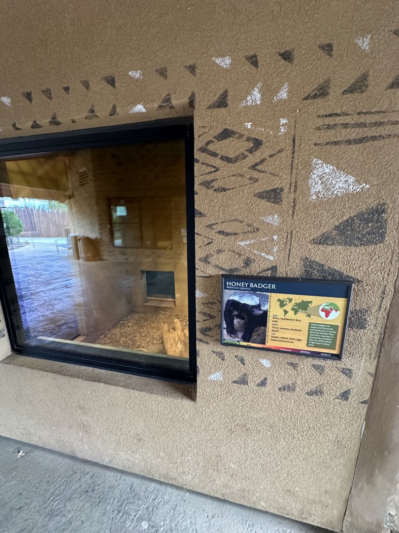 Sep. 2025 - Expedition Africa - Honey Badger Viewing Window (indoor)