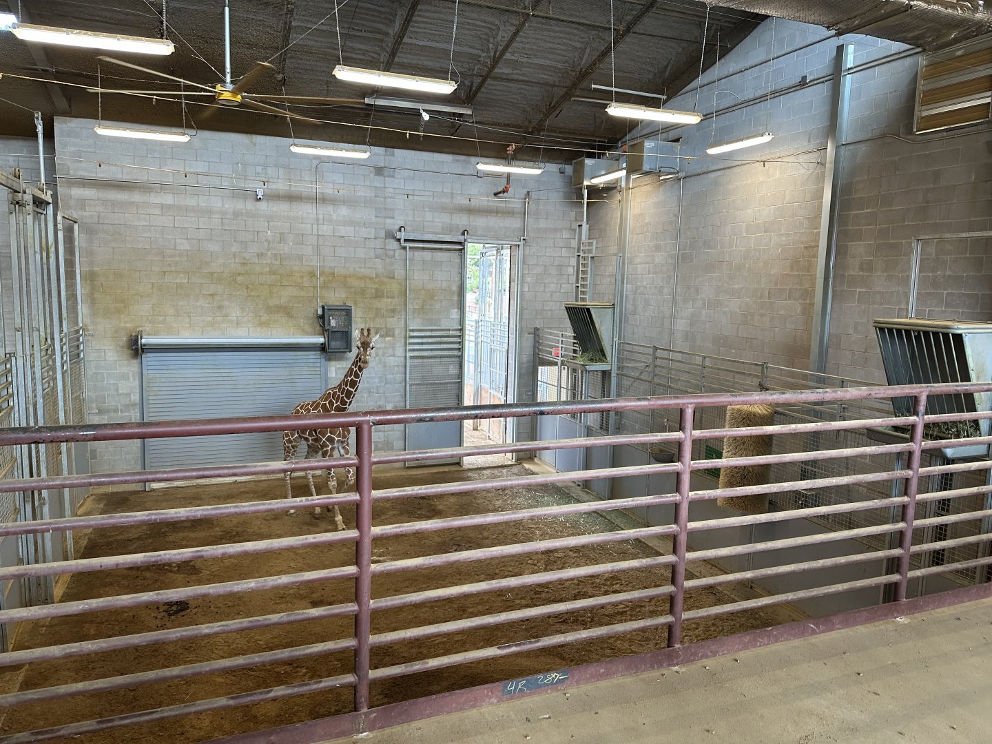 Sep. 2025 - Expedition Africa - Indoor Giraffe Stall