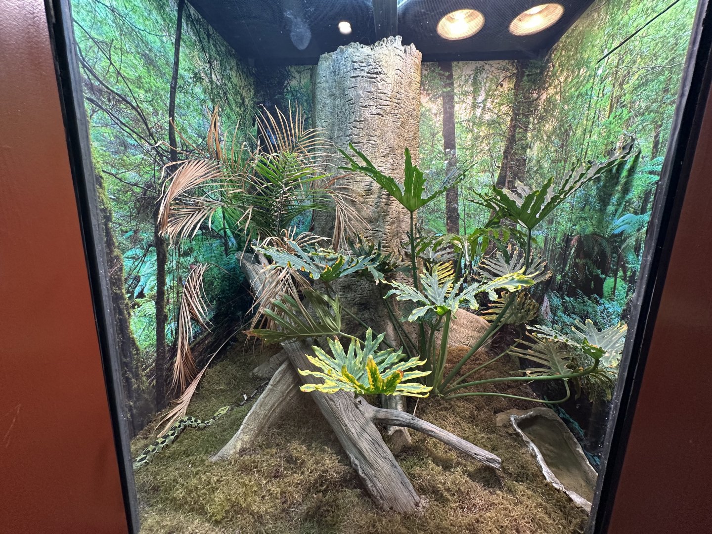 Sep. 2025 - Expedition Africa - Mixed Viper Terrarium