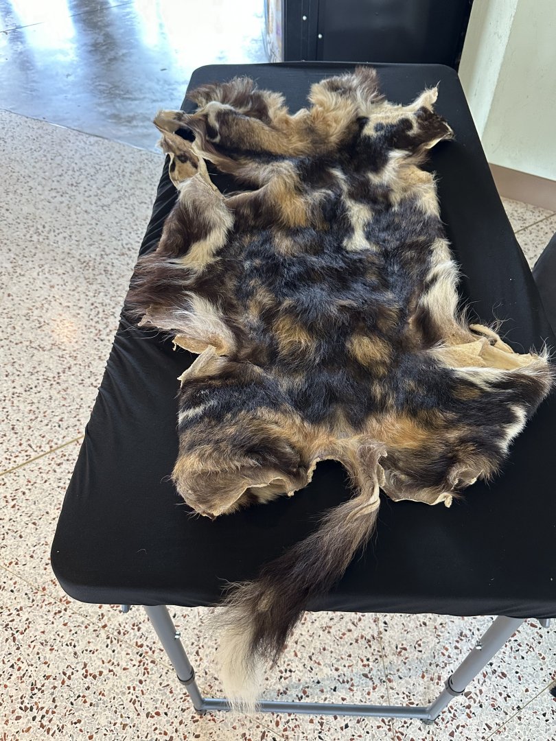 Sep. 2025 - Expedition Africa - Painted Dog Pelt