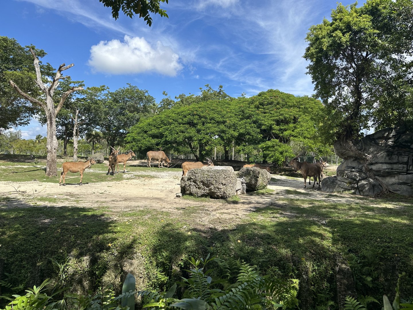 Sep. 2025 - Giant Eland Enclosure