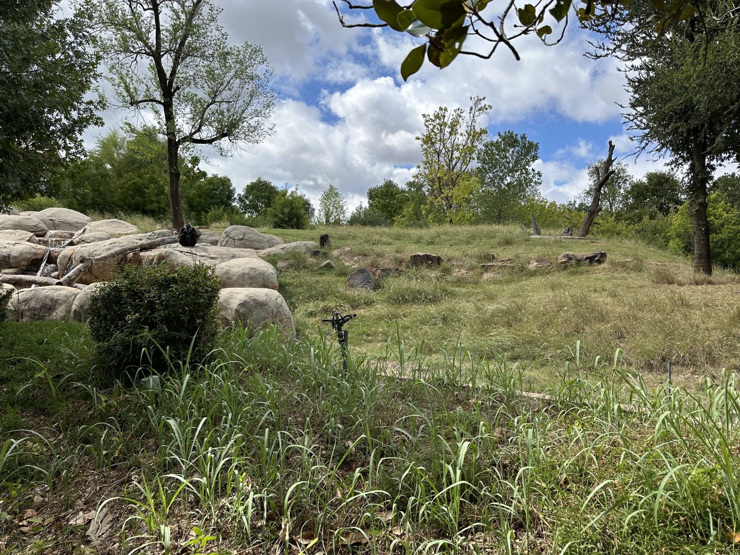 Sep. 2025 - Great EscApe - Gorilla Enclosure