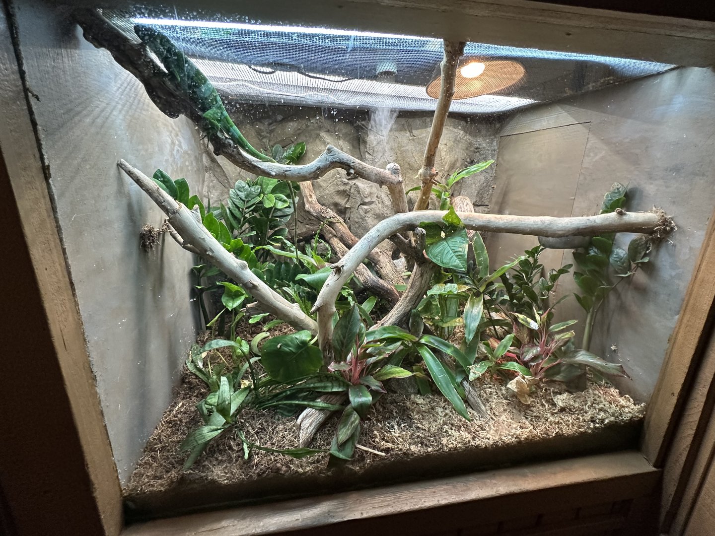 Sep. 2025 - Herpetarium - Fijian Banded Iguana Terrarium