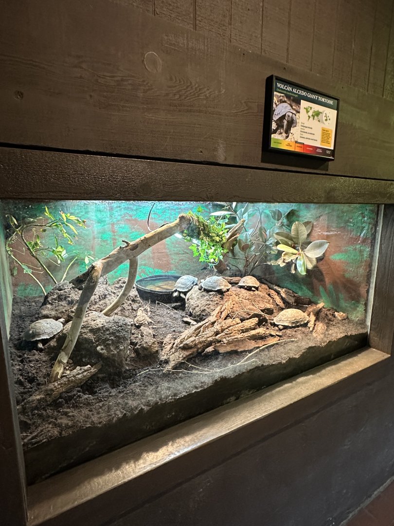 Sep. 2025 - Herpetarium - Juvenile Tortoise Enclosure