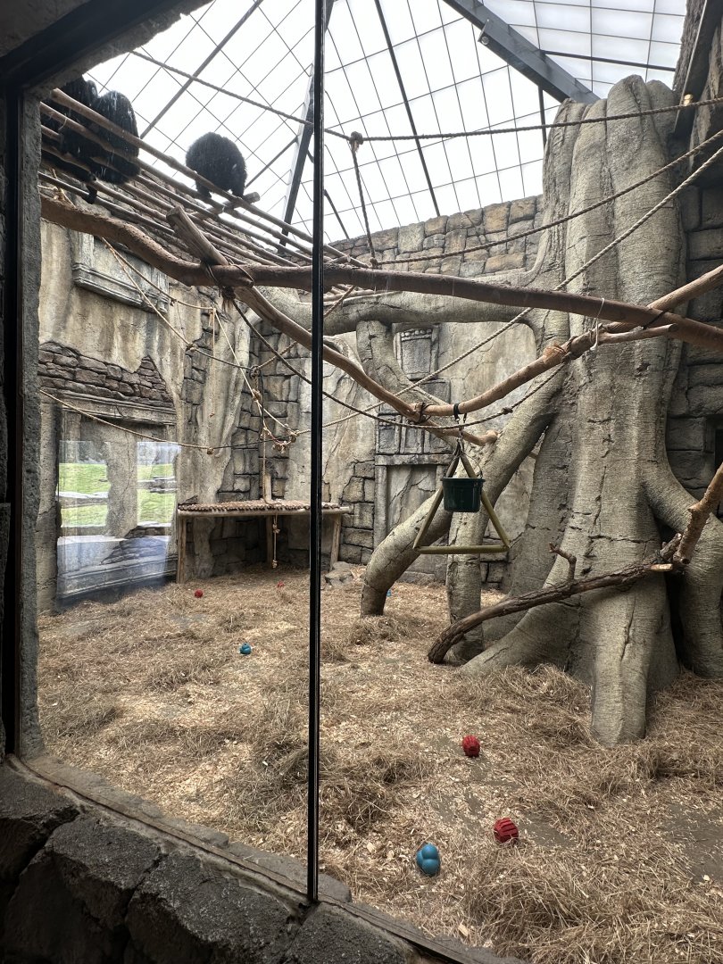 Sep. 2025 - Lost Kingdom - Siamang Day Room