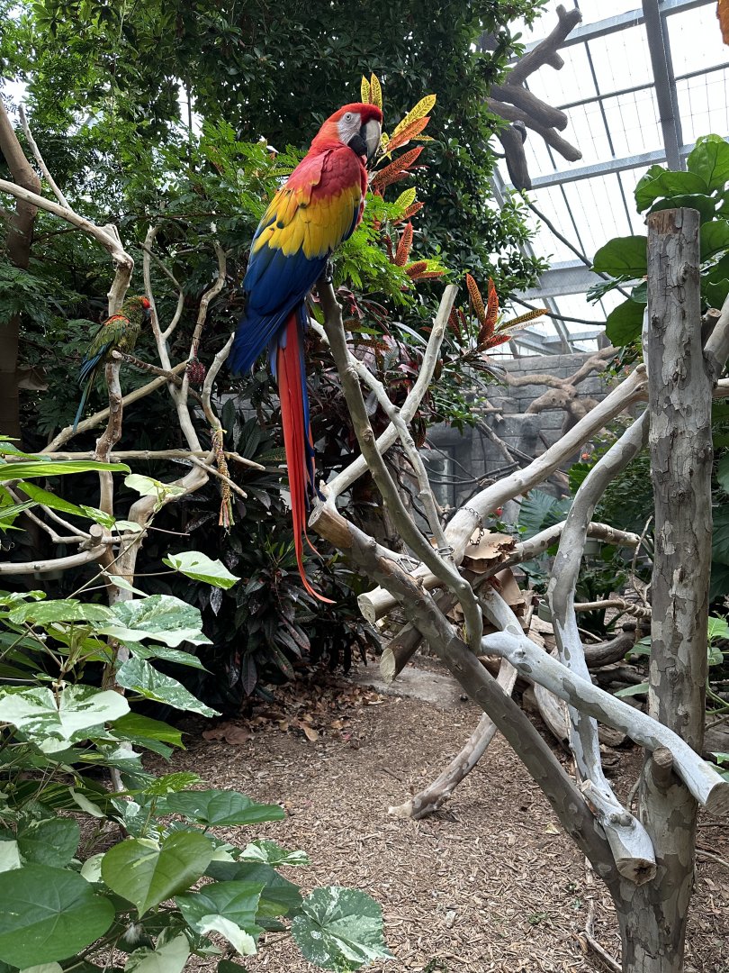 Sep. 2025 - “Macaws on Sticks”