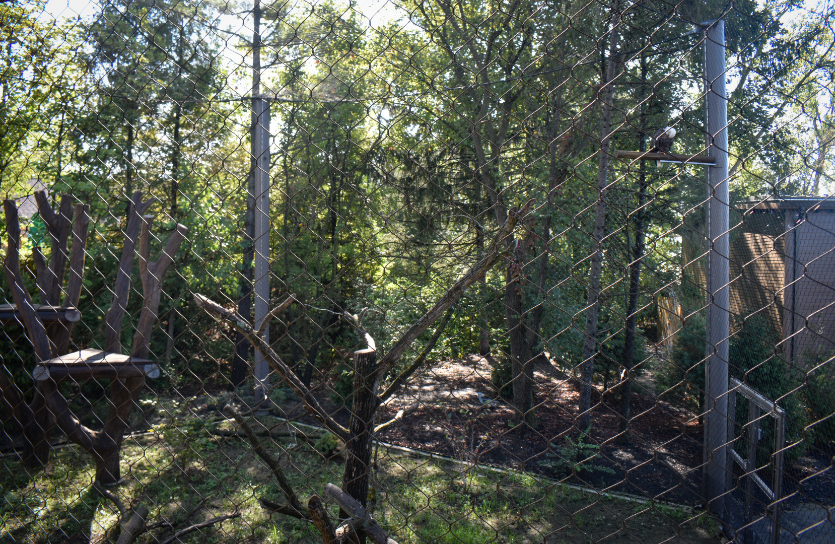 Sep. 2025 - NEW! - North America Trek - Bald Eagle Exhibit Right Side