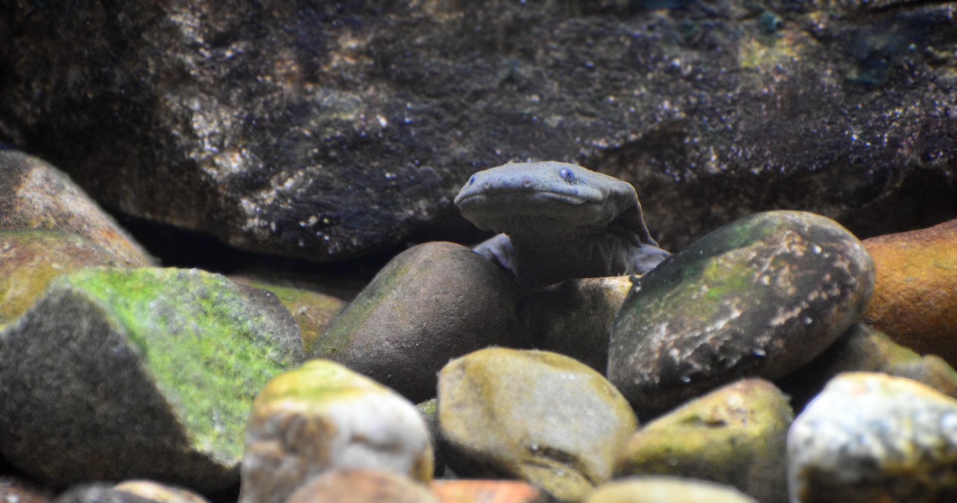 Sep. 2025 - NEW! - North America Trek - Habitat Hollow - Hellbender Exhibit