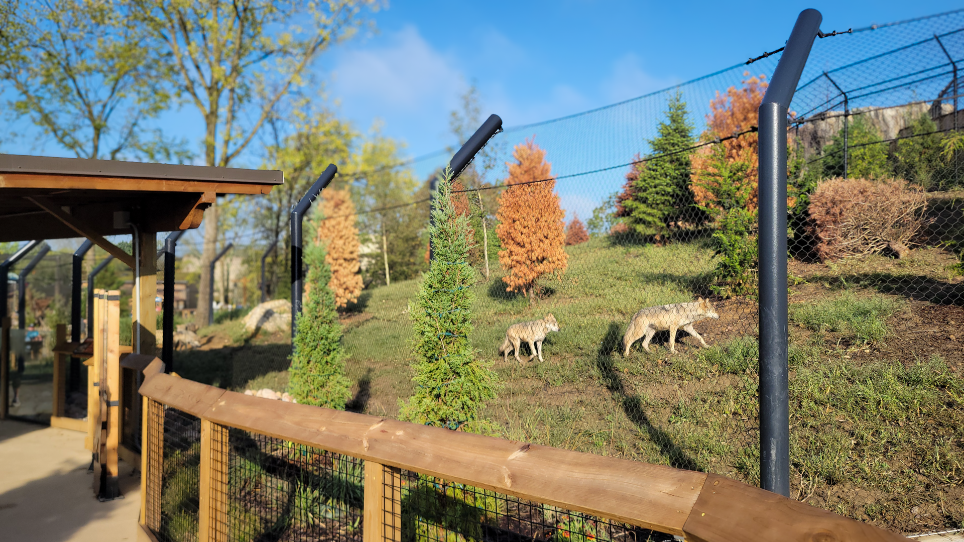 Sep. 2025 - NEW! - North America Trek - Mexican Wolf Exhibit