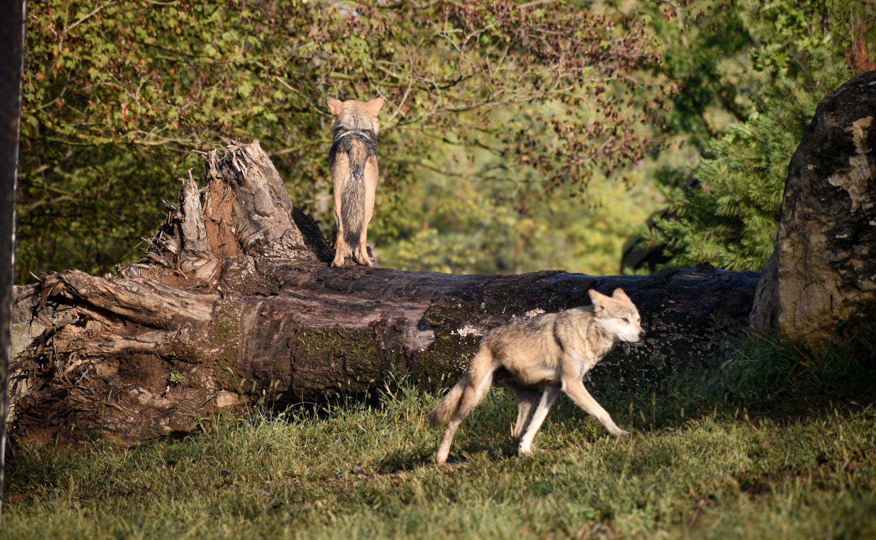 Sep. 2025 - NEW! - North America Trek - Mexican Wolf Exhibit