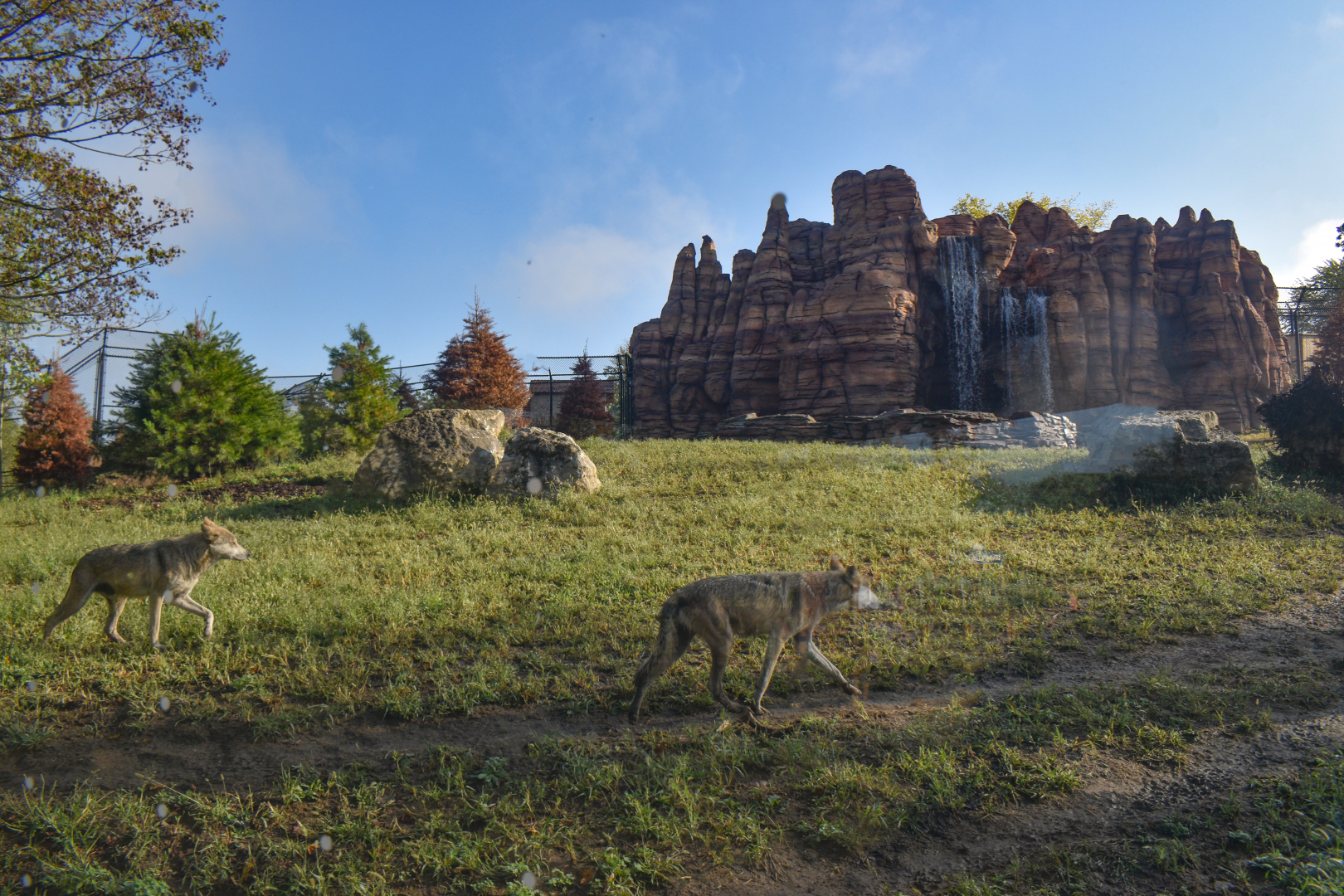 Sep. 2025 - NEW! - North America Trek - Mexican Wolf Exhibit