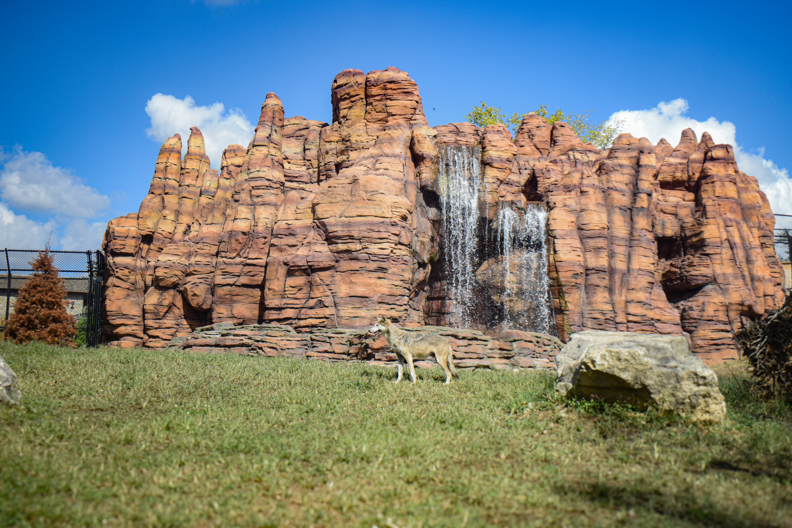 Sep. 2025 - NEW! - North America Trek - Mexican Wolf Exhibit