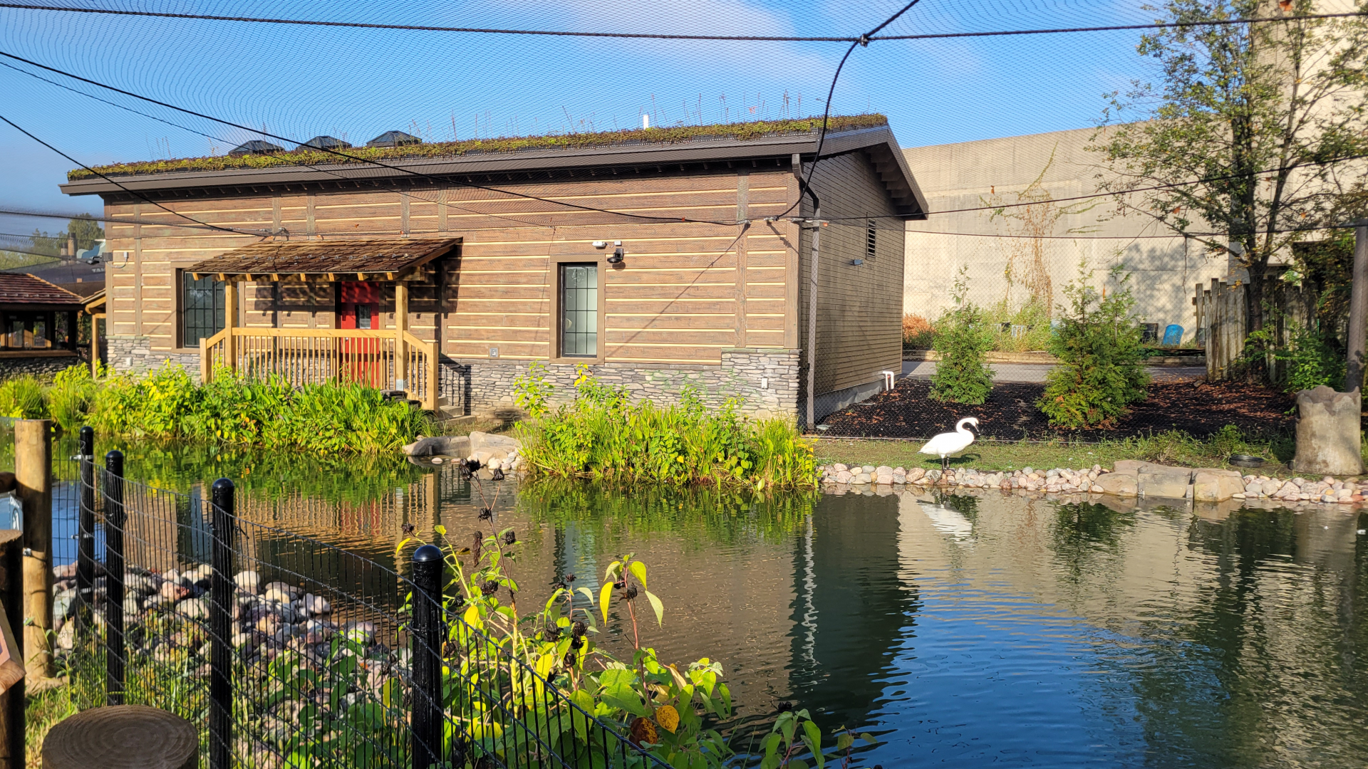 Sep. 2025 - NEW! - North America Trek - Trumpeter Swan Exhibit