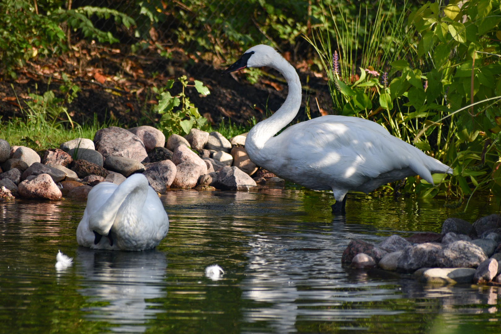 Sep. 2025 - NEW! - North America Trek - Trumpeter Swan Exhibit
