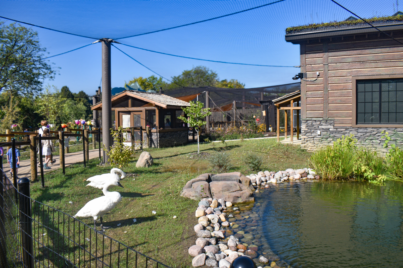 Sep. 2025 - NEW! - North America Trek - Trumpeter Swan Exhibit