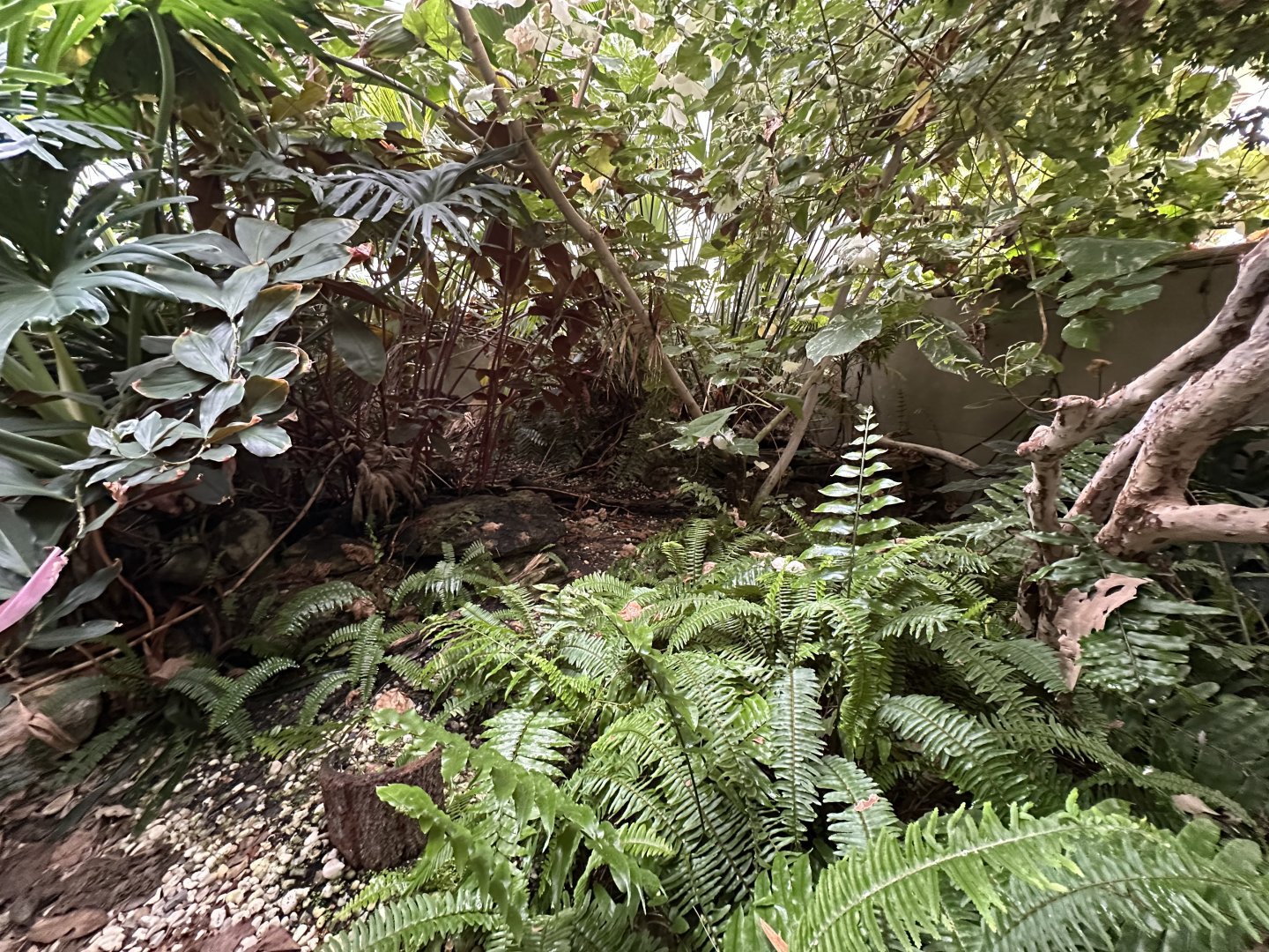 Sep. 2025 - Rainforest - Basilisk Enclosure