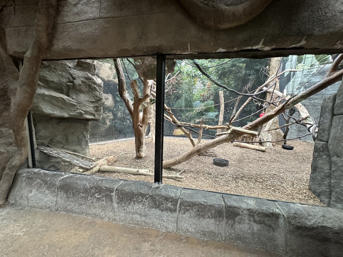 Sep. 2025 - Rainforest - (Empty) Howler Monkey Enclosure