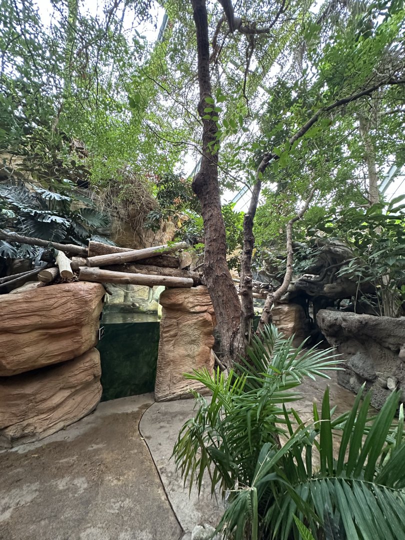 Sep. 2025 - Rainforest - General View (2)