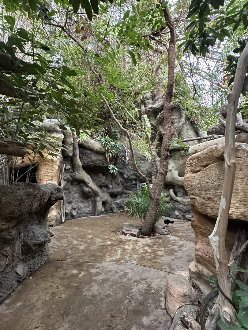 Sep. 2025 - Rainforest - General View