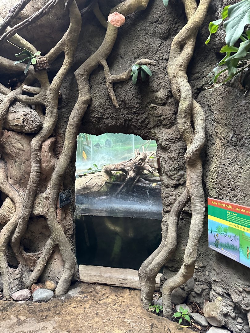 Sep. 2025 - Rainforest - Green Anaconda Viewing